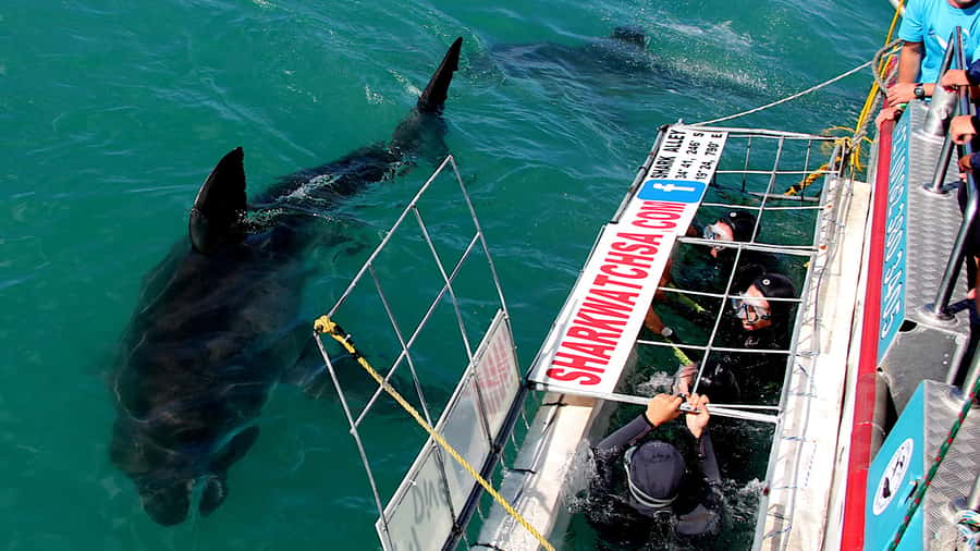 From Cape Town: Shark Cage Diving and Penguin Tour - Breakfast, lunch, showers, and the trip back ashore