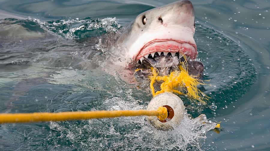 From Cape Town: Shark Cage Diving and Penguin Tour - Should you book it?