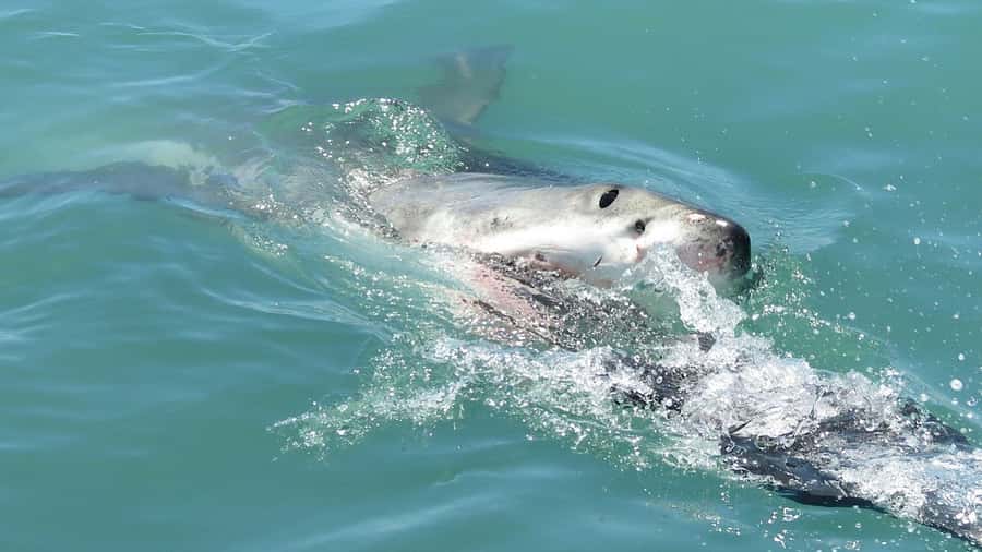 From Cape Town: Shark Cage Diving and Penguin Tour - Why a great white sighting cannot be promised