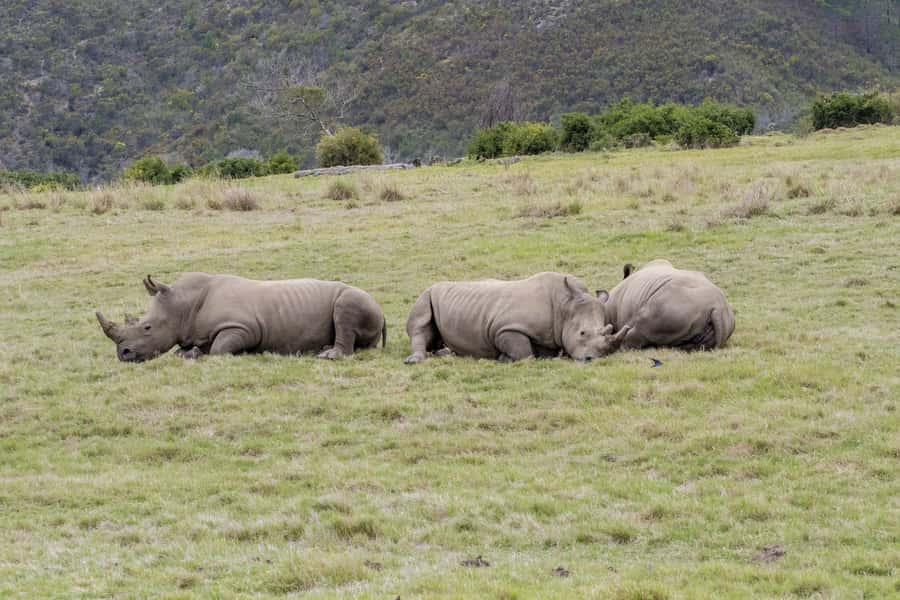 From Cape Town: South African Wildlife and Safari 2-Day Tour - Two days, two safaris, and a lot of road