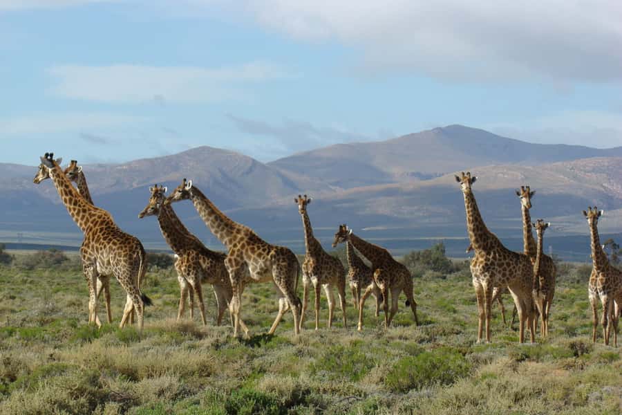 From Cape Town: South African Wildlife and Safari 2-Day Tour - Oudtshoorn after dark