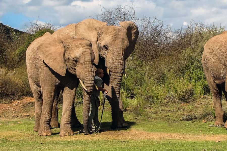 From Cape Town: South African Wildlife and Safari 2-Day Tour - Buffelsdrift and the smaller side of nature