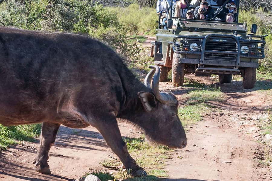 From Cape Town: South African Wildlife and Safari 2-Day Tour - Returning through Route 62