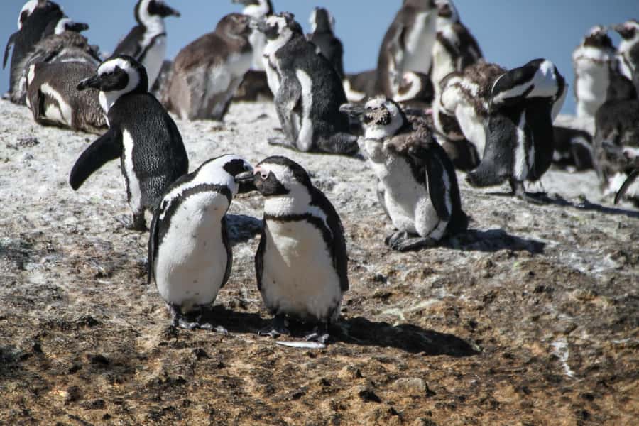 From Cape Town: Table Mountain and Cape of Good Hope Tour - A short Noordhoek coffee stop