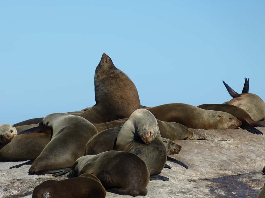 From Cape Town: Table Mountain and Cape of Good Hope Tour - Boulders Beach and the African penguins