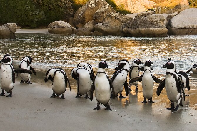 From Cape Town: Table Mountain, Cape of Good Hope & Penguins including Park Fees - Hout Bay offers a choice, not an automatic boat trip