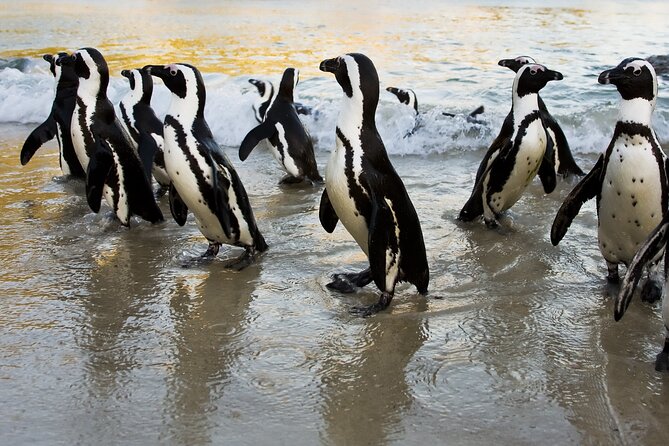 From Cape Town: Table Mountain, Cape of Good Hope & Penguins including Park Fees - Cape of Good Hope is more than a sign for photographs