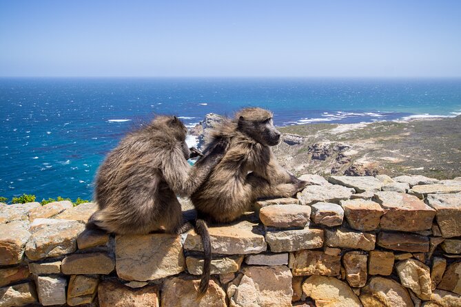 From Cape Town: Table Mountain, Cape of Good Hope & Penguins including Park Fees - Table Mountain is the day’s biggest ticket
