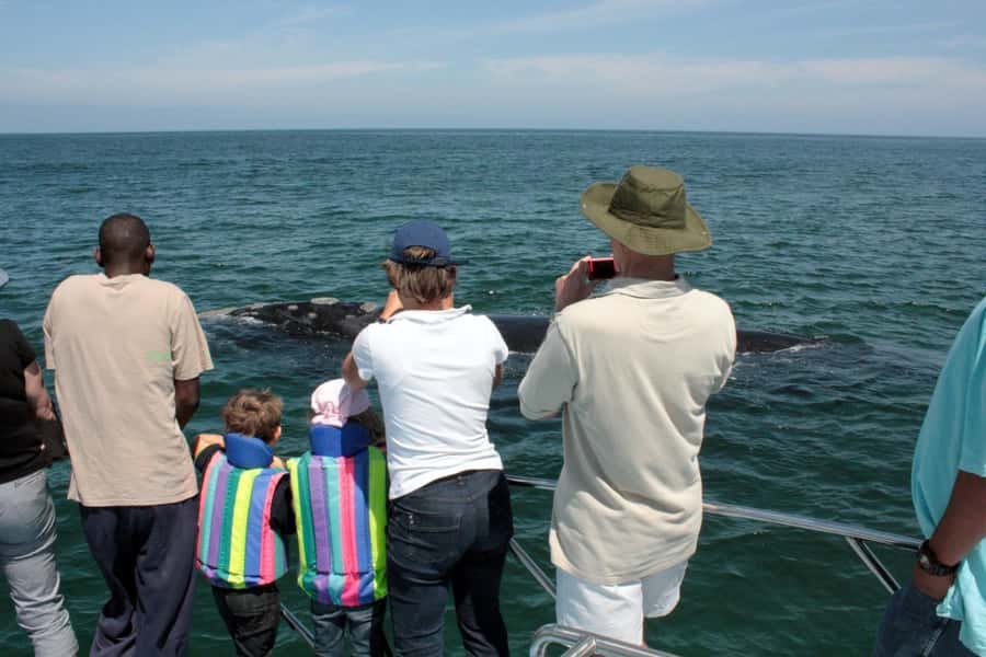 From Cape Town: Whale Watching Tour in Hermanus and Gansbaai - Gansbaai and the Ivanhoe Sea Safaris boat