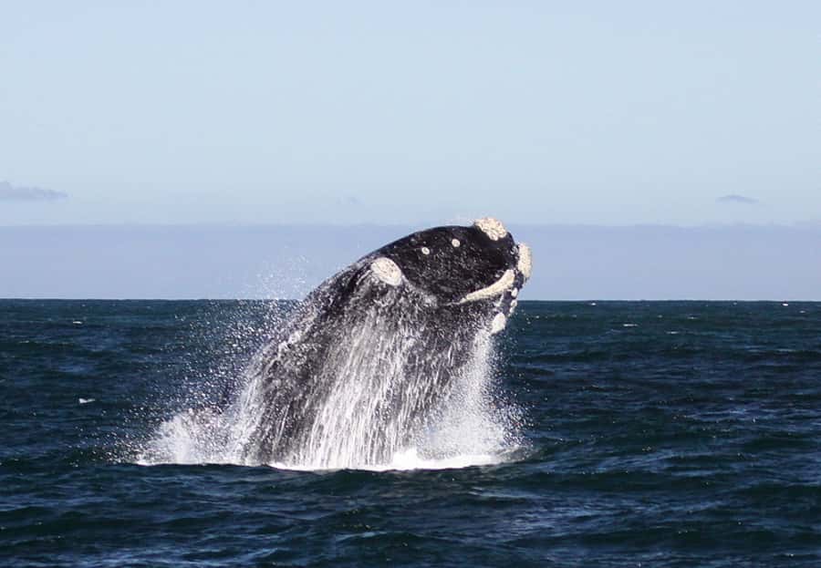 From Cape Town: Whale Watching Tour in Hermanus and Gansbaai - What whale watching is really like
