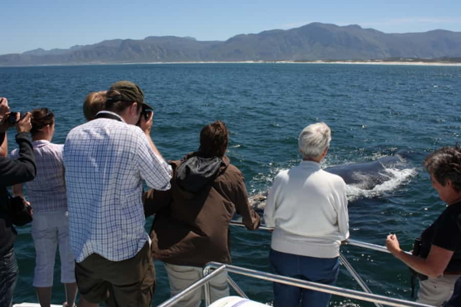 From Cape Town: Whale Watching Tour in Hermanus and Gansbaai - Guides who shape the day