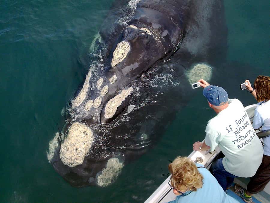 From Cape Town: Whale Watching Tour in Hermanus and Gansbaai - Sir Lowry’s Pass and the first coastal views