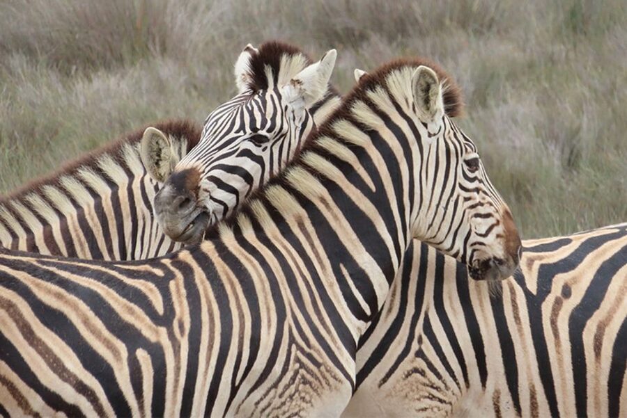 From Cape Town: Wildlife Safari, Olive, Beer & Wine Tasting - A West Coast day with more than one flavor