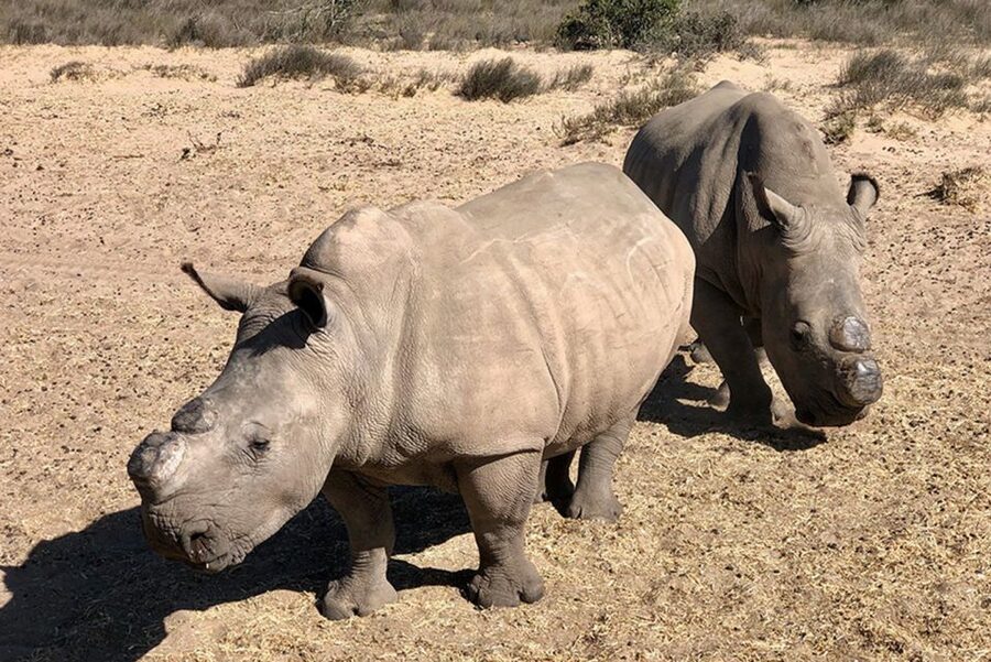 From Cape Town: Wildlife Safari, Olive, Beer & Wine Tasting - Darling Brew and a practical lunch stop