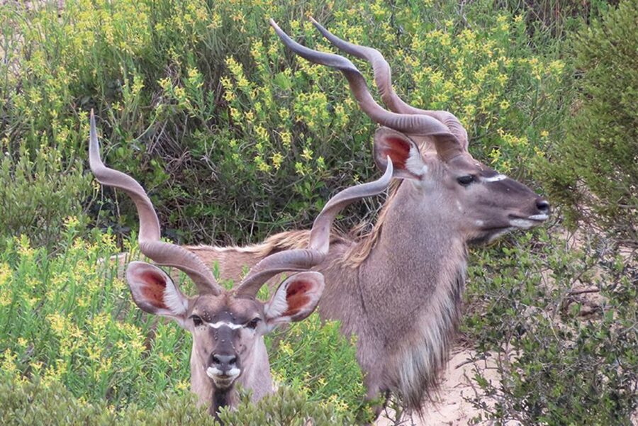 From Cape Town: Wildlife Safari, Olive, Beer & Wine Tasting - Alexanderfontein brings olive oil and wine together