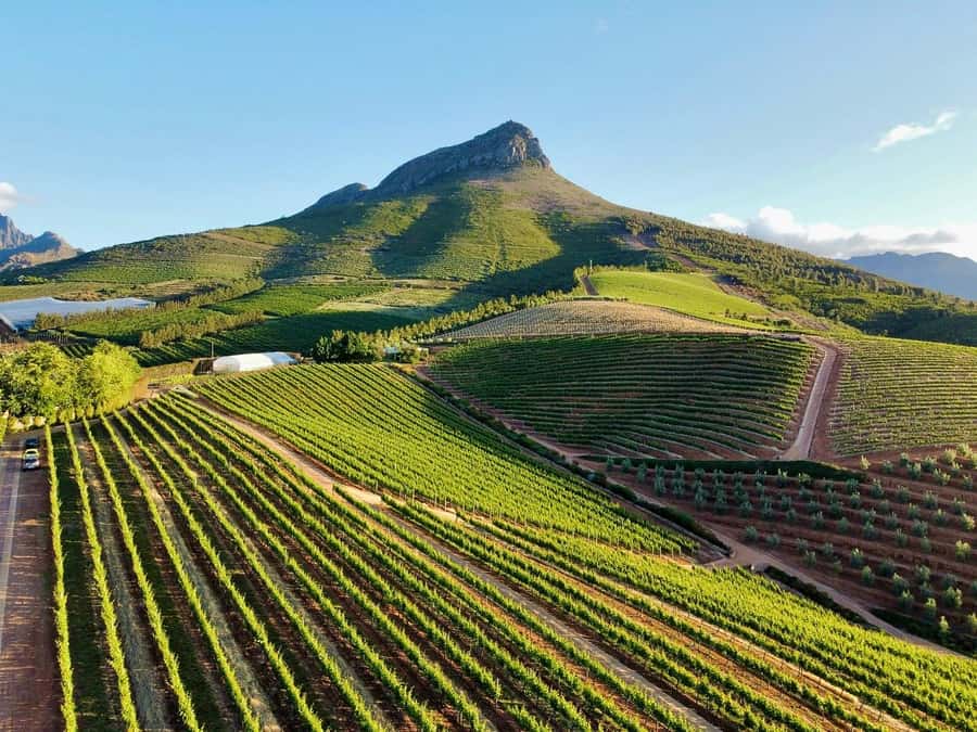 From Cape Town: Winelands Full Day Tour and Wine Tasting - Three estates, three different tasting styles