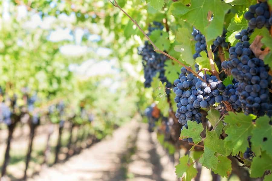 From Cape Town: Winelands Full Day Tour and Wine Tasting - Who should book this day?