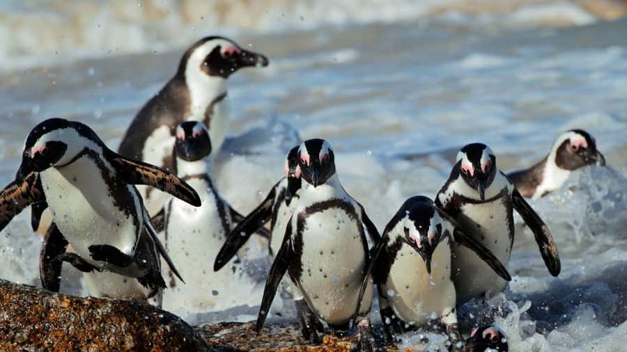 From CapeTown:Full Day Tour to Cape of Good Hope&Cape Point - Key points at a glance