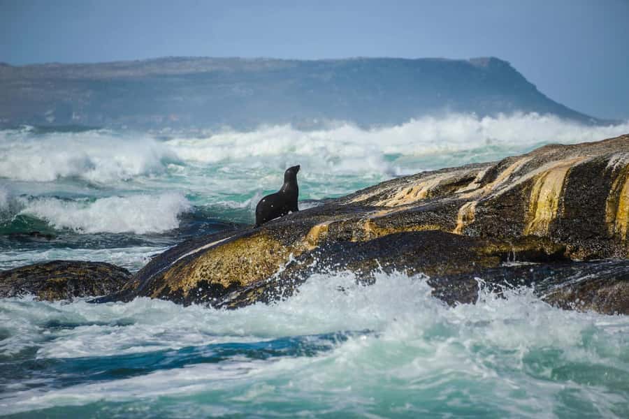 From CapeTown:Full Day Tour to Cape of Good Hope&Cape Point - Boulders Beach and its African penguins