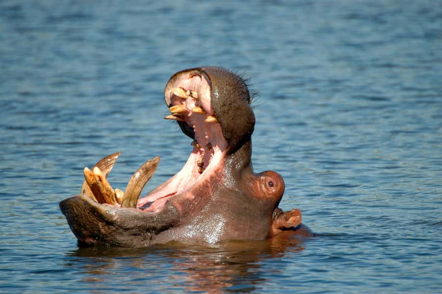 From Durban: Half-Day Safari Tour - What the guide adds to the safari