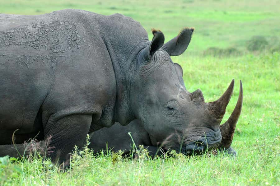 From Durban: Half-Day Safari Tour - A game drive across 3,000 hectares
