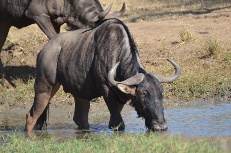 From Durban: Hluhluwe Imfolozi Game Reserve Day Trip - A 6 a.m. start from Durban