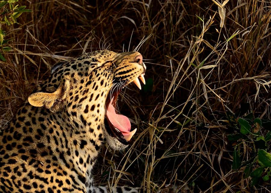 From Durban: Hluhluwe Imfolozi Game Reserve Day Trip - Searching for the Big 5 in Zululand