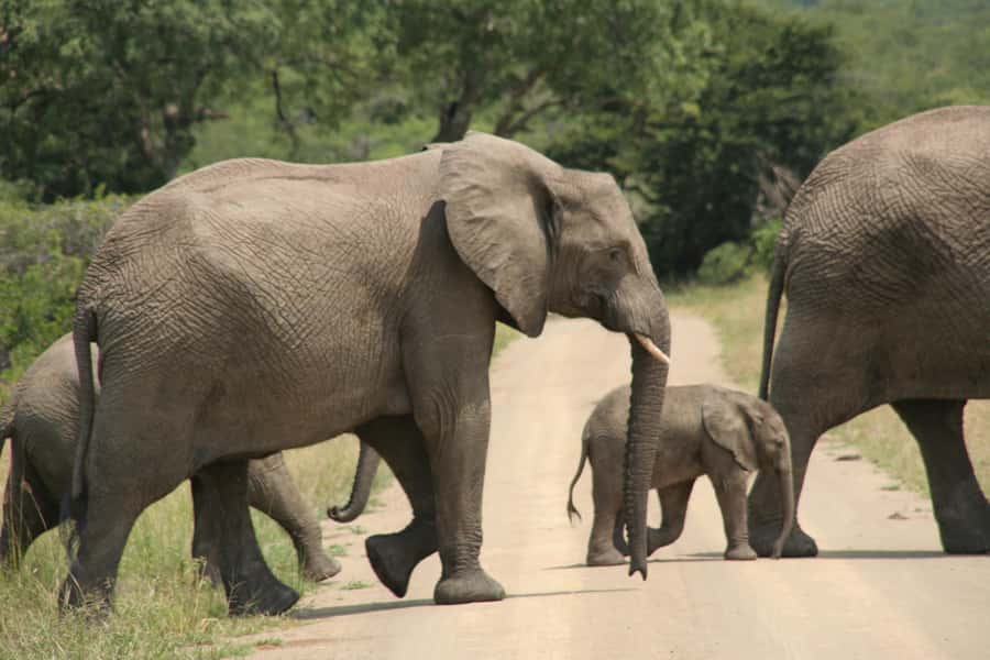 From Durban: Hluhluwe Imfolozi Game Reserve Day Trip - Closed vehicle or open vehicle?