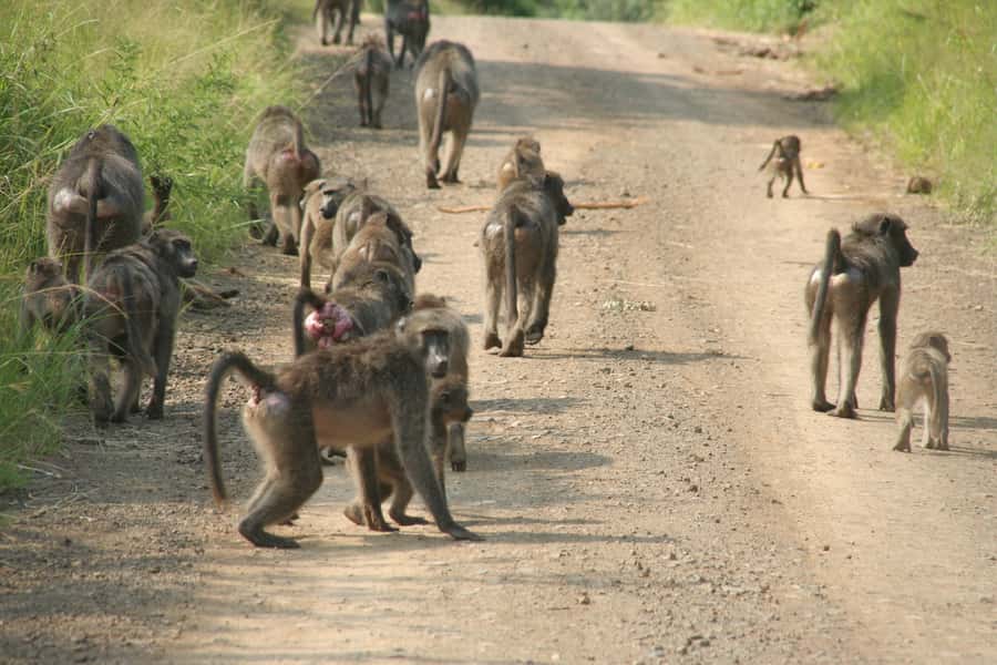 From Durban: Hluhluwe Imfolozi Game Reserve Day Trip - Food, toilets, and the long return drive