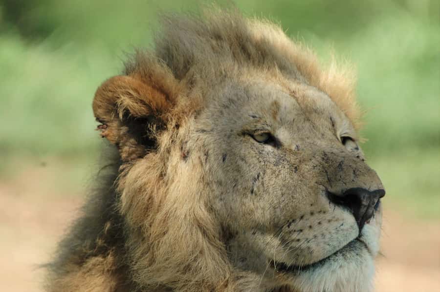 From Durban: Hluhluwe Imfolozi Game Reserve Day Trip - Is $242 good value?
