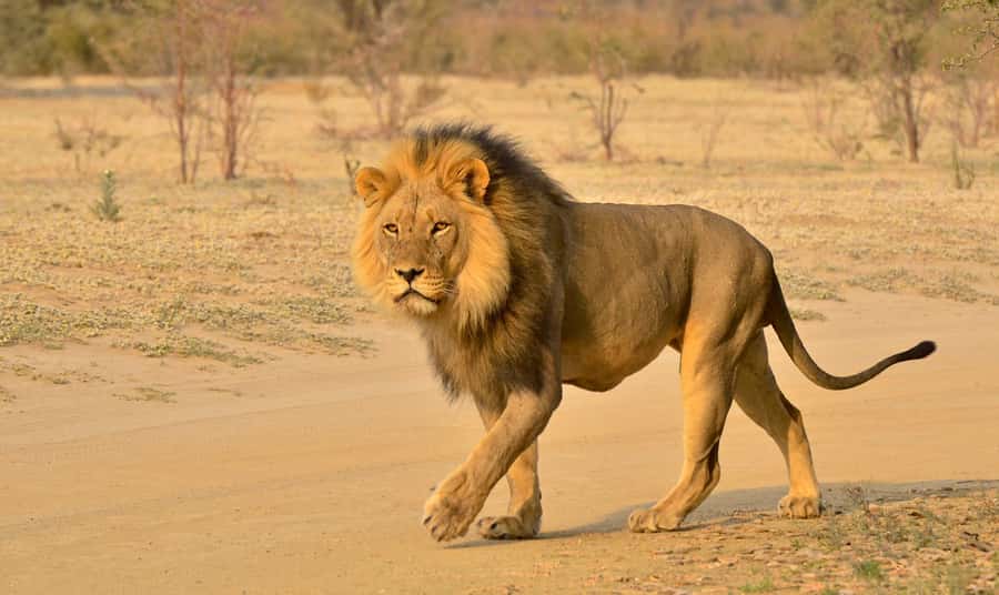 From Durban: Hluhluwe Imfolozi Game Reserve Day Trip - Should you book the Hluhluwe Imfolozi day trip?