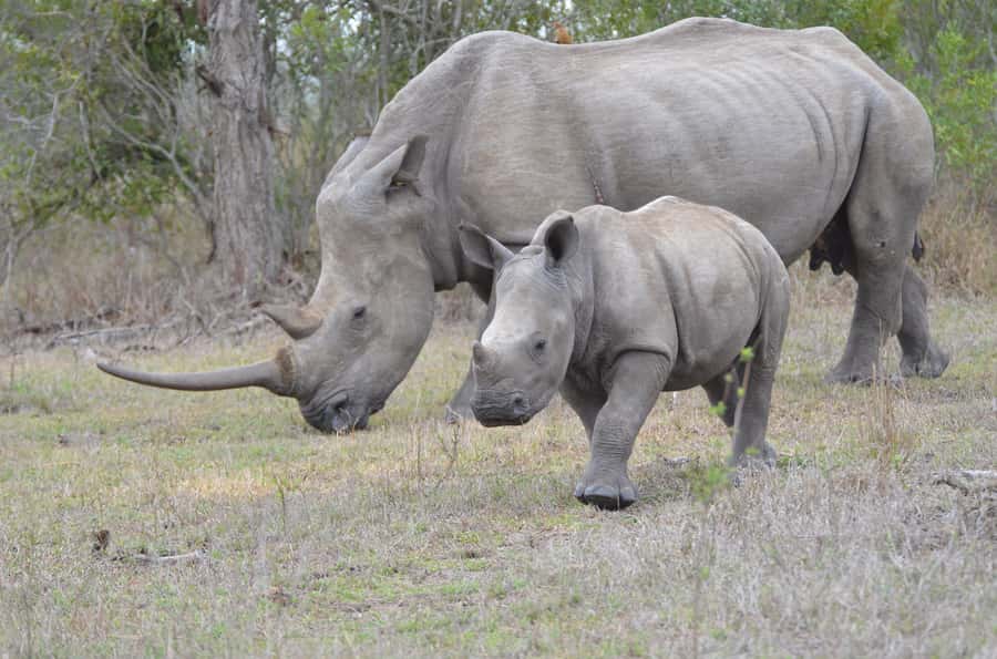 From Durban: Hluhluwe Imfolozi Game Reserve Day Trip - Why the guide can make or break the safari