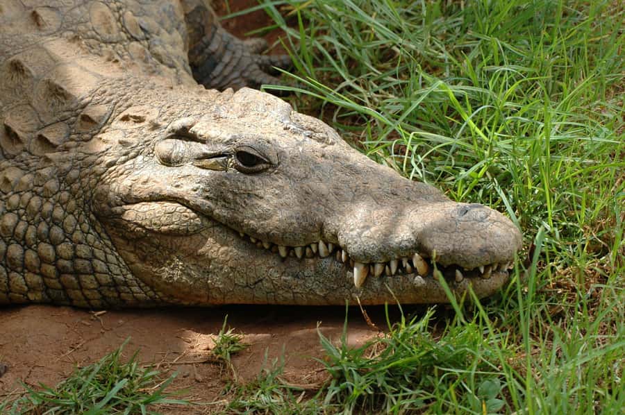 From Durban: Safari & PheZulu Village Day Tour - Why this Durban day tour works