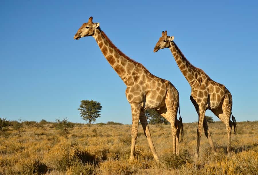 From Durban: Safari & PheZulu Village Day Tour - PheZulu’s Valley of 1000 Hills setting