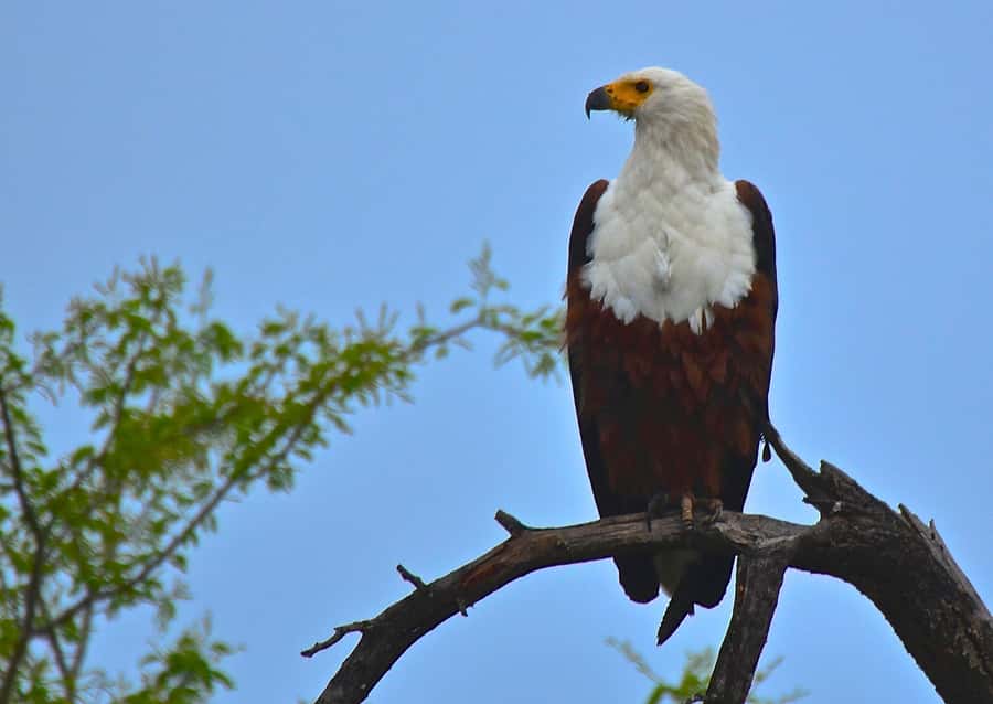 From Durban: Safari & PheZulu Village Day Tour - The reptile park and hands-on moments