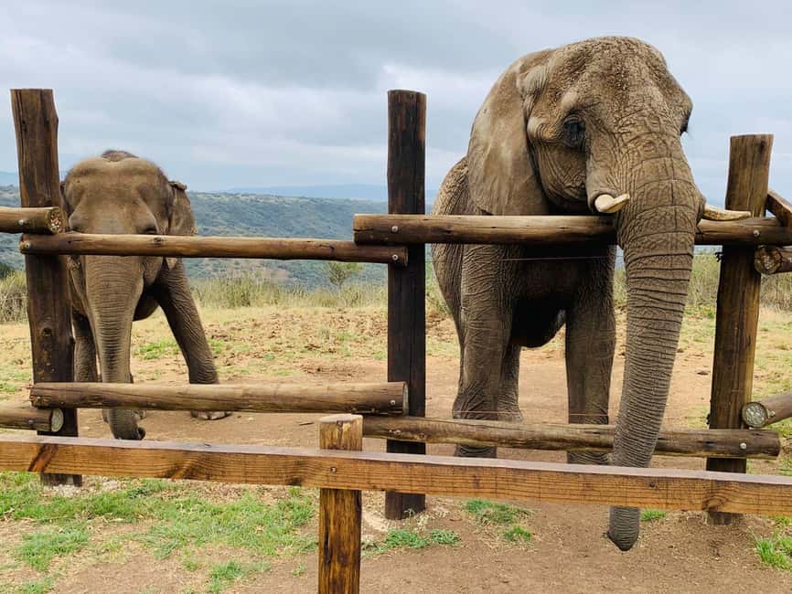 From Durban: Safari & PheZulu Village Day Tour - Price, timing, and practical details