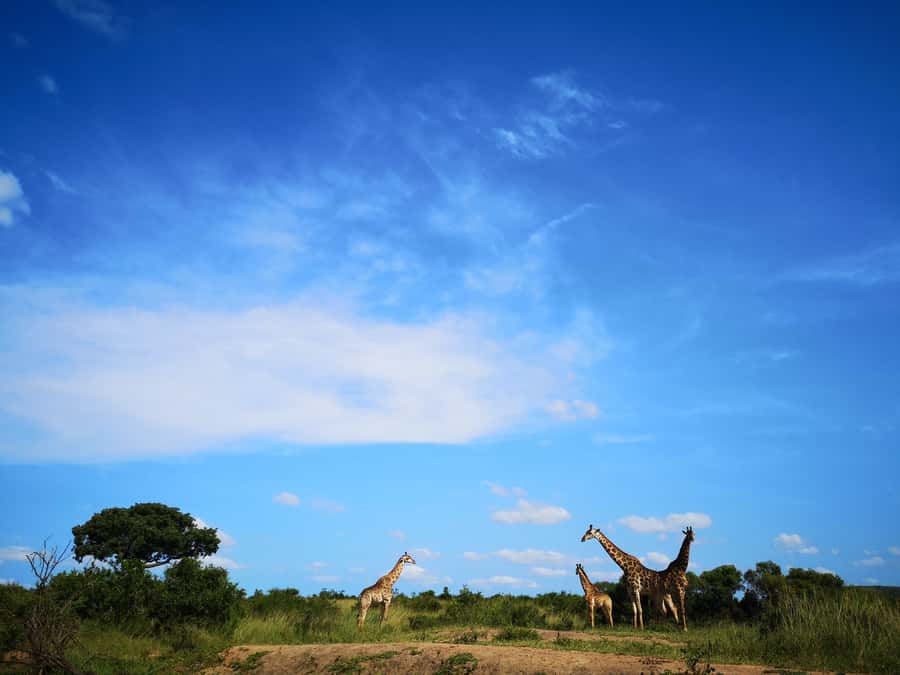 From Durban: Wildlife Lovers Big 5 Safari at 2 Game Reserves - Hluhluwe-Imfolozi and its white rhino story