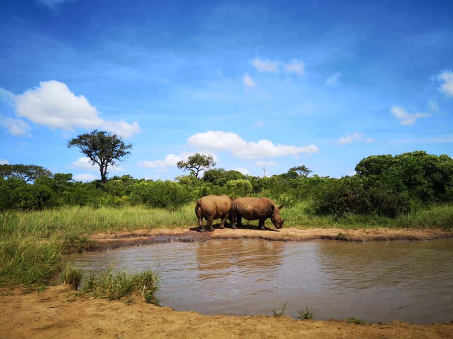 From Durban: Wildlife Lovers Big 5 Safari at 2 Game Reserves - Lunch at Hilltop Camp with time to reset