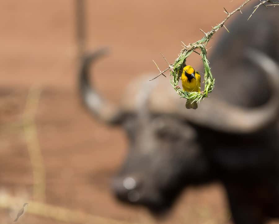 From Durban: Wildlife Lovers Big 5 Safari at 2 Game Reserves - Manyoni Private Game Reserve is the main event