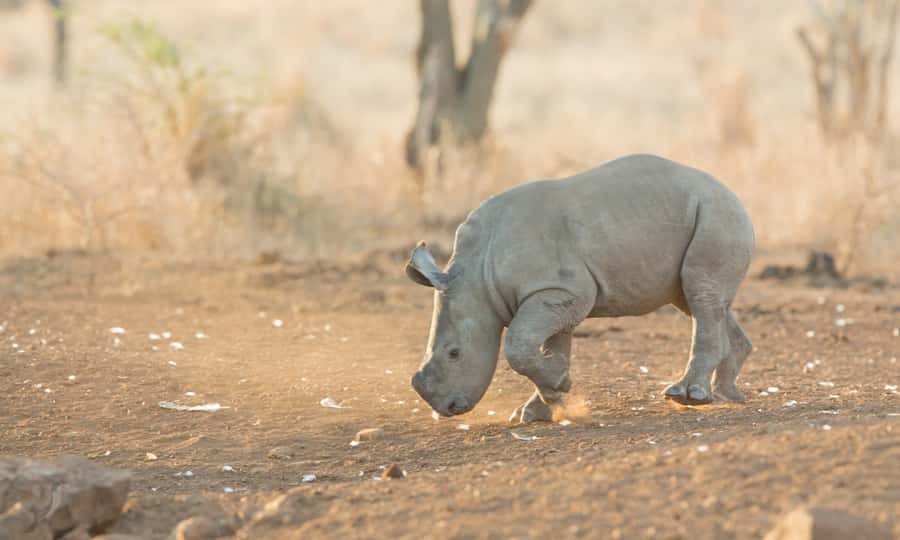 From Durban: Wildlife Lovers Big 5 Safari at 2 Game Reserves - What the long day feels like in practice