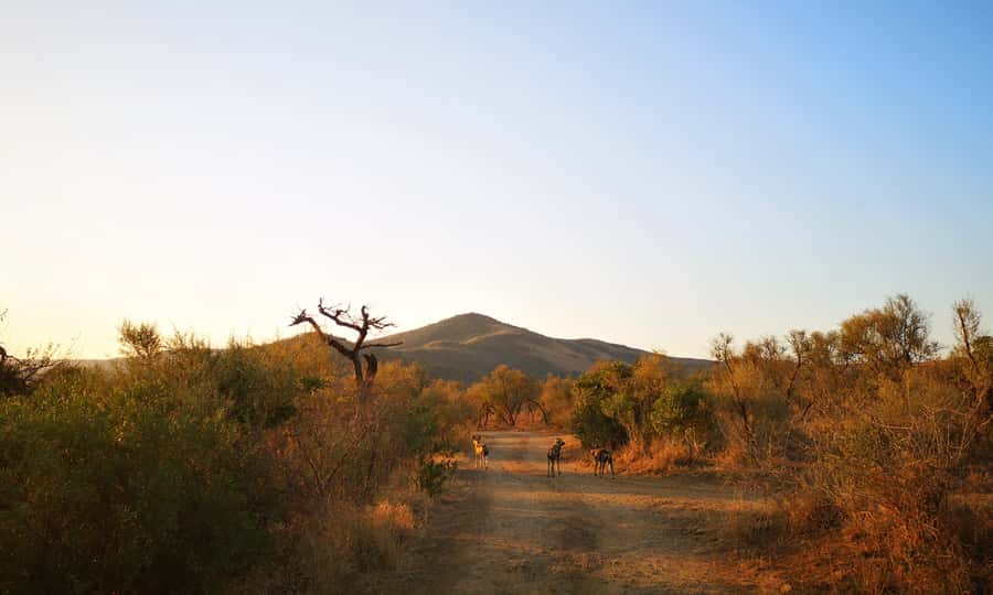 From Durban: Wildlife Lovers Big 5 Safari at 2 Game Reserves - Is $246 good value from Durban?