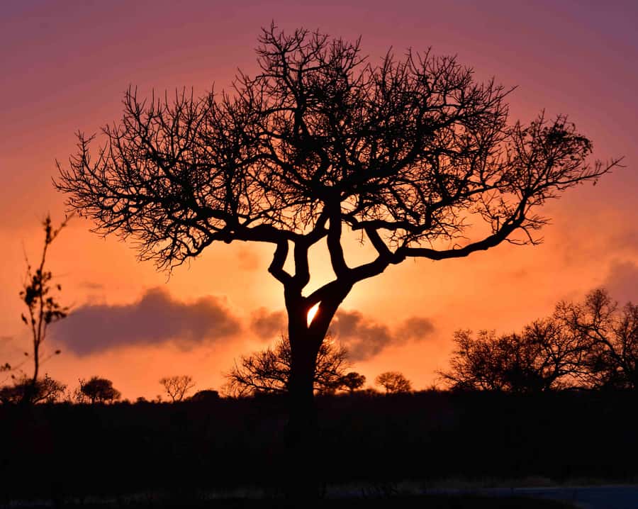 From Hazy View: Full Day Kruger National Park Safari - The First Three Hours in Kruger