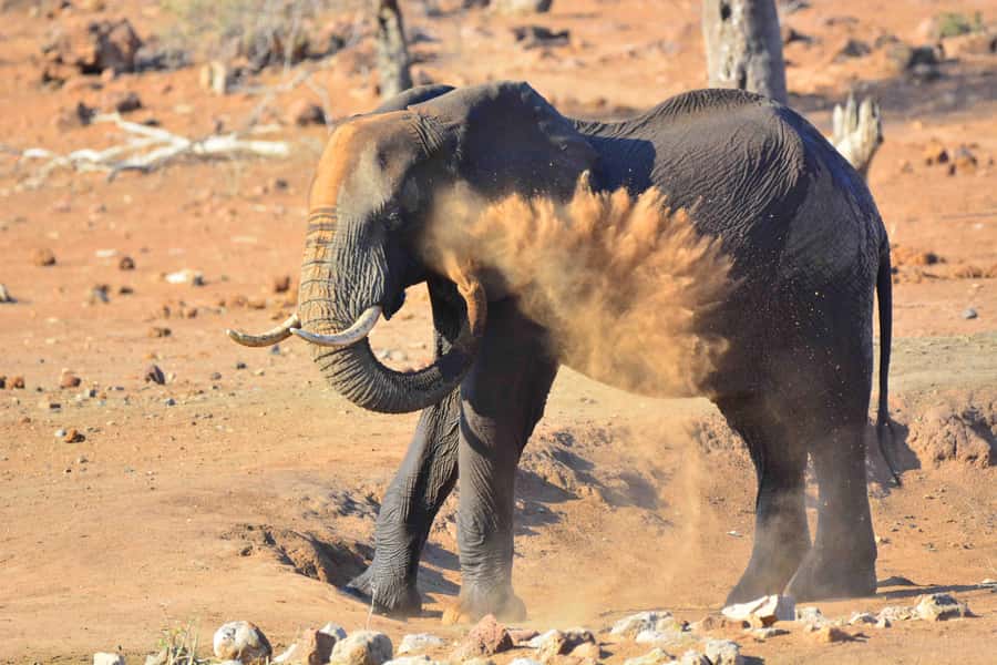 From Hazy View: Full Day Kruger National Park Safari - The Final Two and a Half Hours