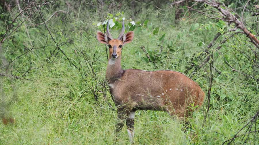 From Hazy View: Full Day Kruger National Park Safari - What $121 Covers