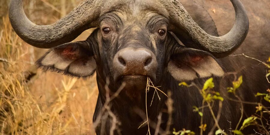 From Hazy View: Full Day Kruger National Park Safari - Practical Tips for a Better Day
