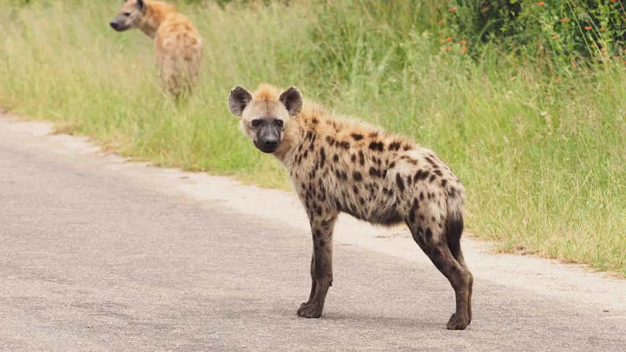 From Hazy View: Full Day Kruger National Park Safari - Booking Flexibility and Language