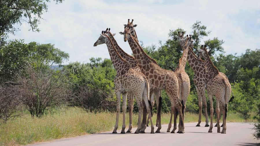 From Hazy View: Full Day Kruger National Park Safari - Breakfast After the Sunrise Drive