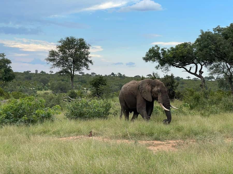 From Hazyview : Big 5 Kruger National Park Day Safari - An early start through Phabeni Gate