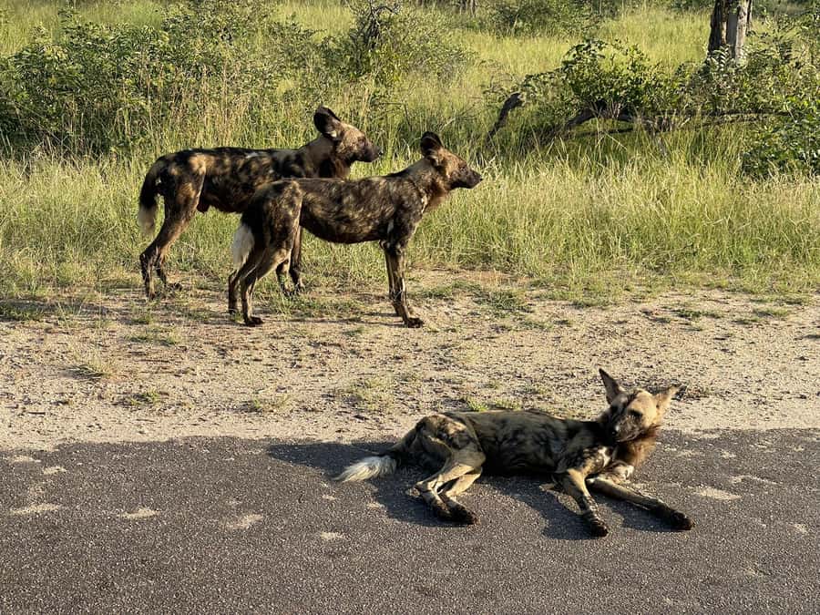 From Hazyview : Big 5 Kruger National Park Day Safari - Three hours of morning animal watching