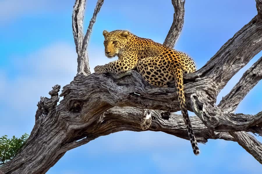 From Hazyview : Big 5 Kruger National Park Day Safari - A long midday drive through Kruger